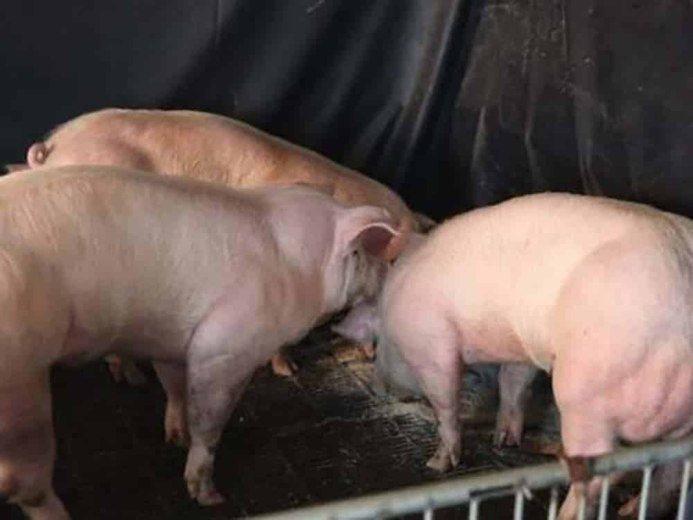 Los cerdos 'supermusculosos' desarrollados por el equipo de Jin-Soo Kim