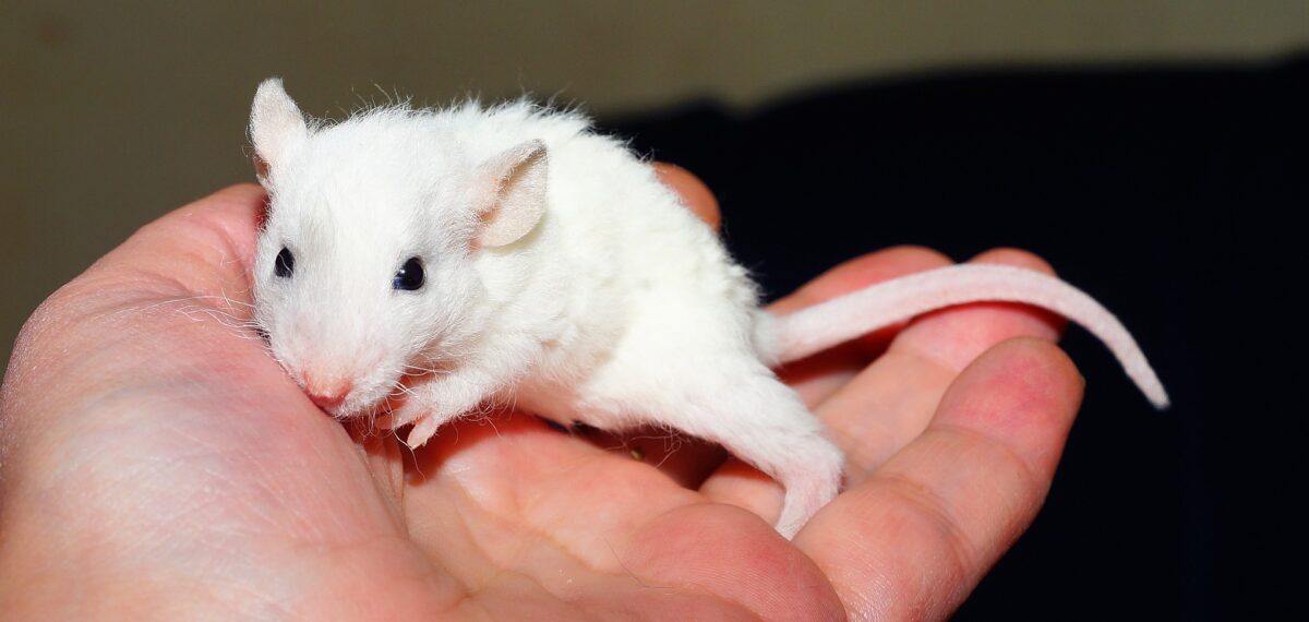 Las ratas de laboratorio ya no son tan útiles para la ciencia