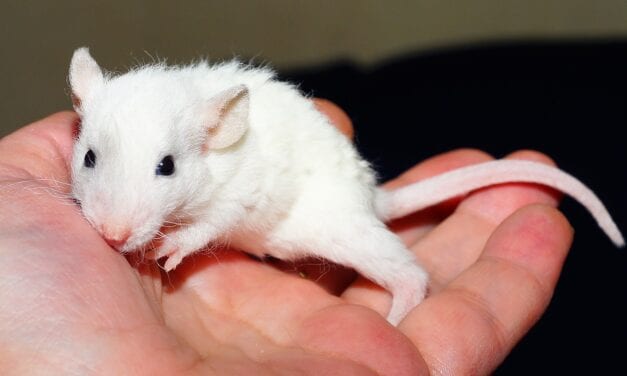 Las ratas de laboratorio ya no son tan útiles para la ciencia