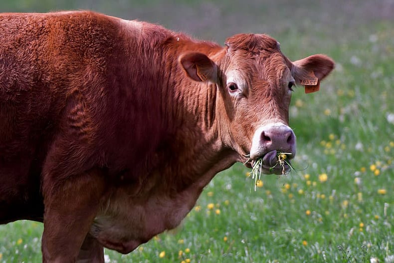 Vacas como solución a la contaminación por plásticos