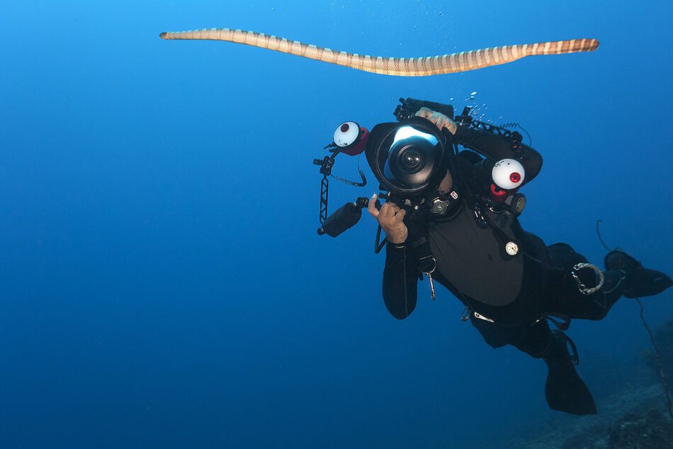 Las serpientes marinas que se enamoran de los buceadores