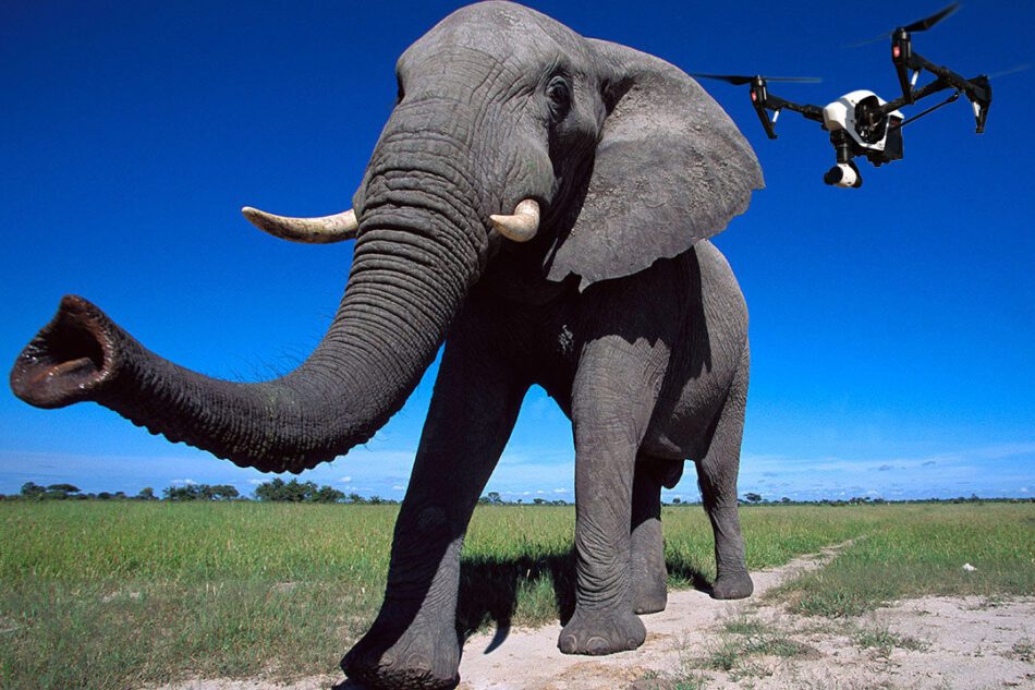 Drones como pastores de elefantes salvajes