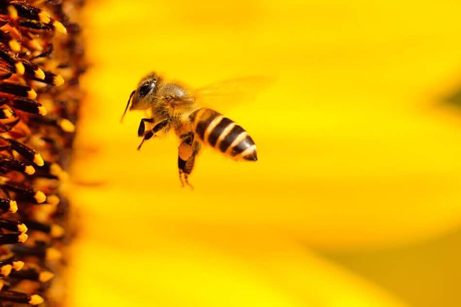 Alarma por abejas urbanas en el centro de Nueva York