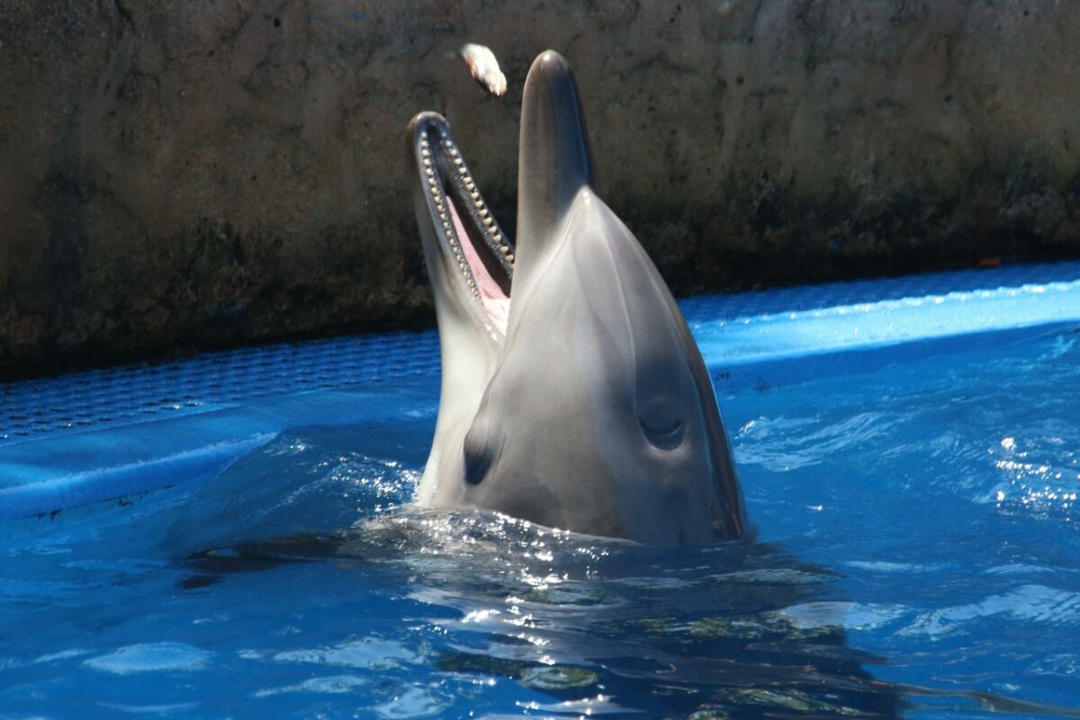Los delfines viejos también están más gordos