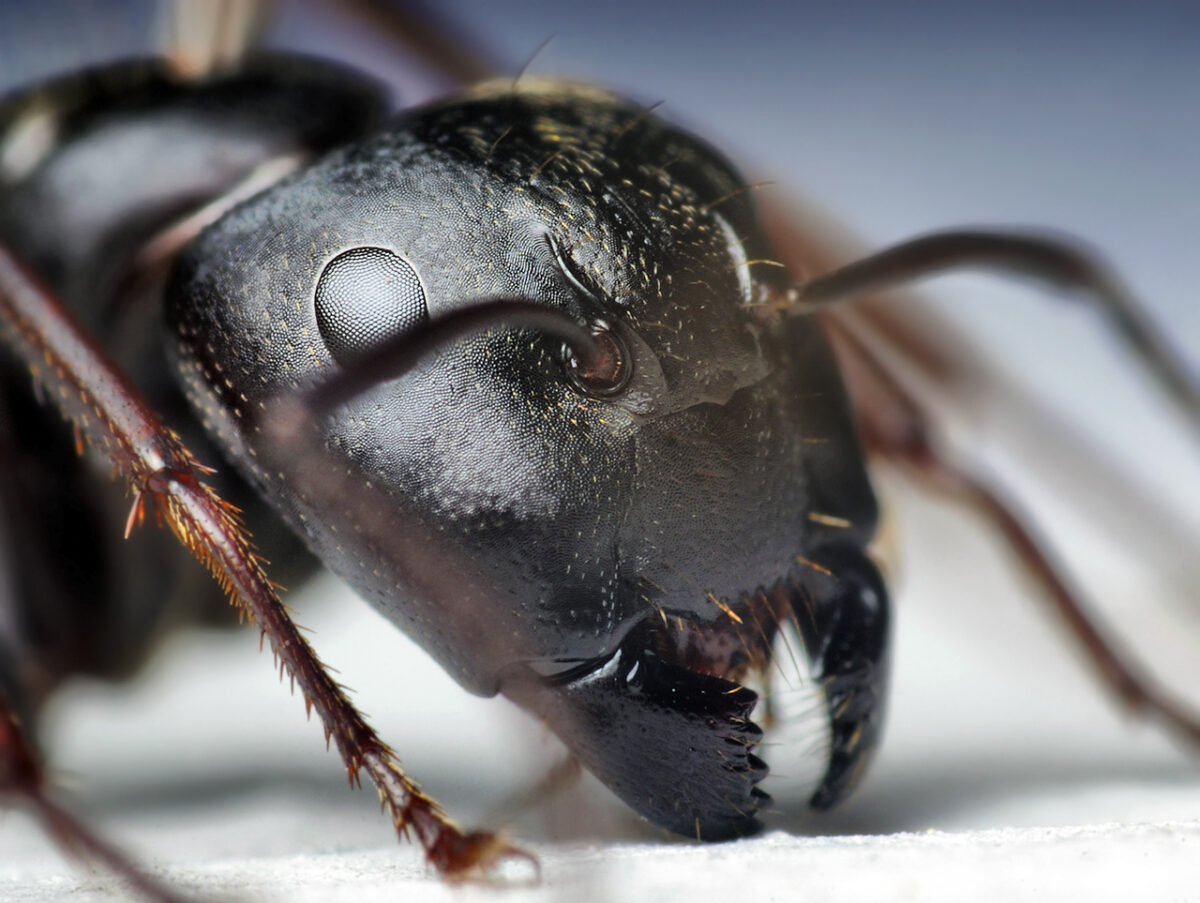 Los asombrosos dientes metálicos de las hormigas
