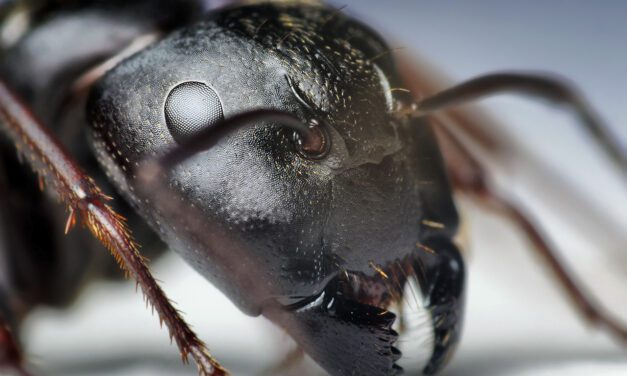 Los asombrosos dientes metálicos de las hormigas