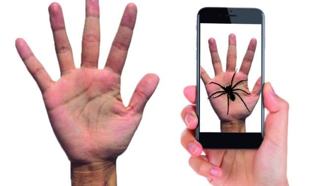 Una app gratuita para tratar el miedo a las arañas