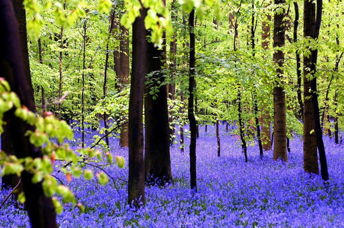 Un baño de bosque en un bosque primigenio