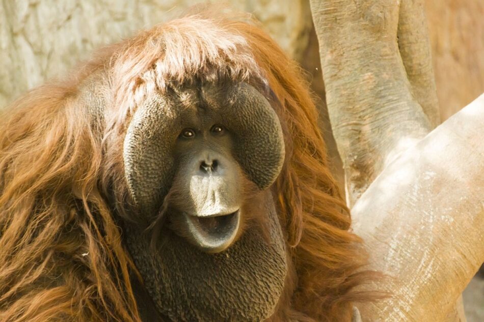 El lenguaje cada vez más humano de los orangutanes