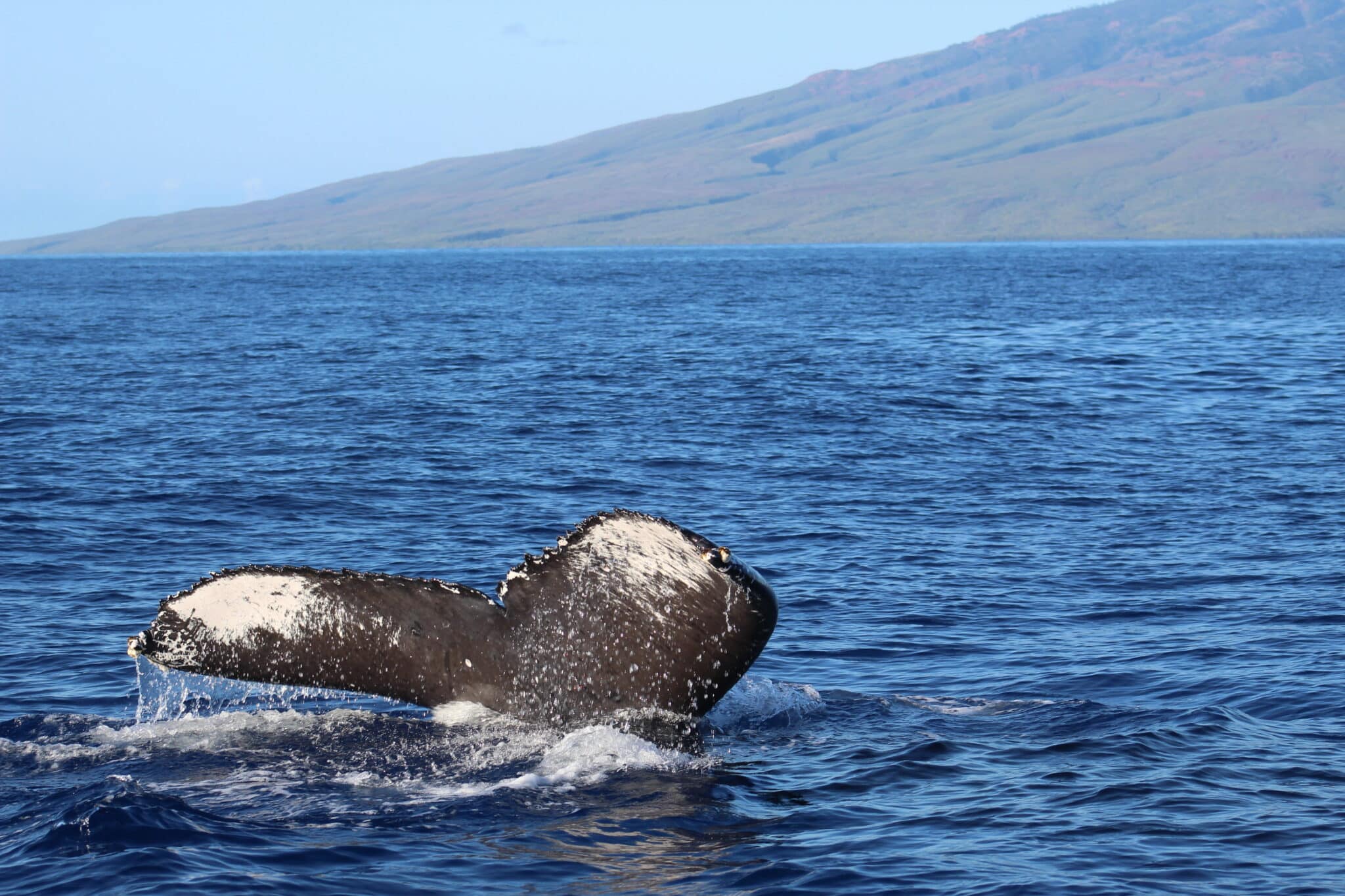 Dónde ver ballenas en España