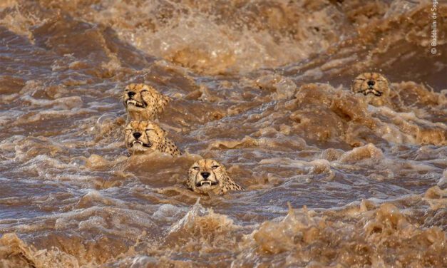 La lucha de cuatro guepardos contra el cambio climático