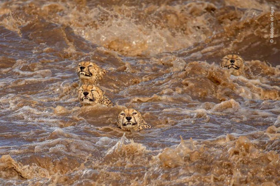 La lucha de cuatro guepardos contra el cambio climático