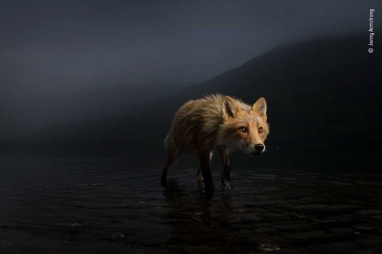 Storm Fox fue altamente elogiado en la categoría de Retratos de animales de 2021
