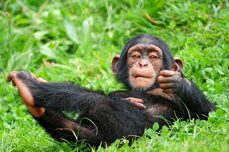 Graban a un chimpancé utilizando un juguete sexual