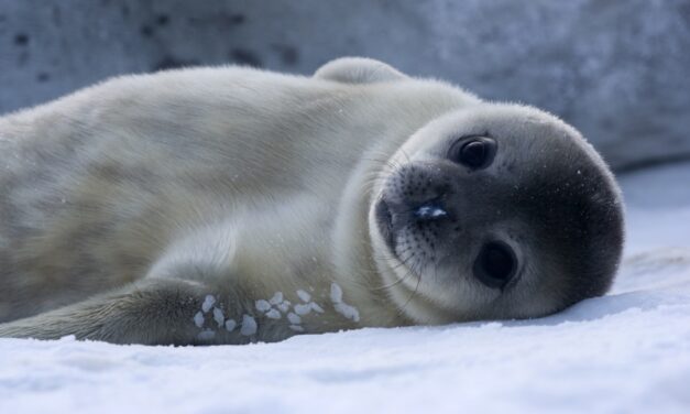 Las crías de foca cambian su tono de voz como los humanos