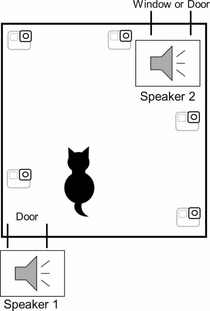 gatos localización voz dueños