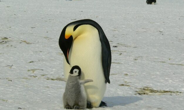 Unos niños descubren una nueva especie de pingüino gigante