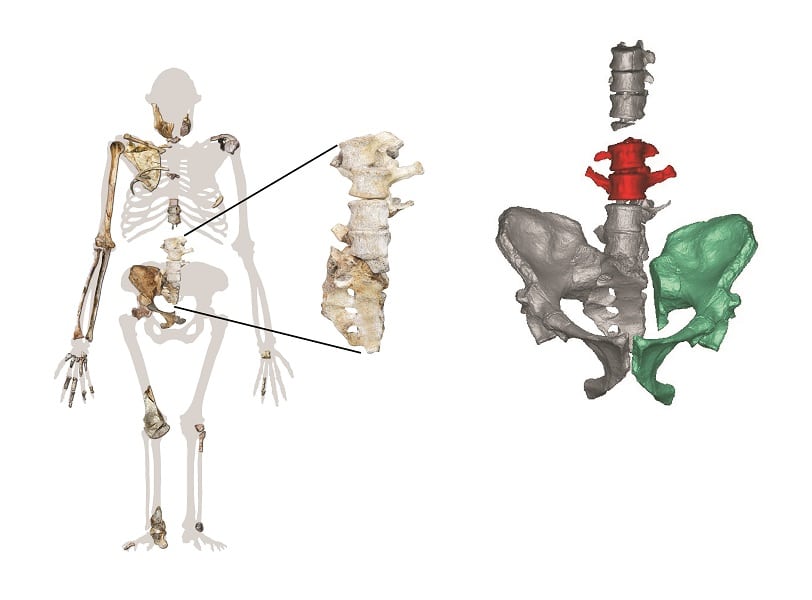 Posición anatómica de los nuevos fósiles de A. sediba en el esqueleto completo y reconstrucción virtual (las nuevas vértebras lumbares en rojo)