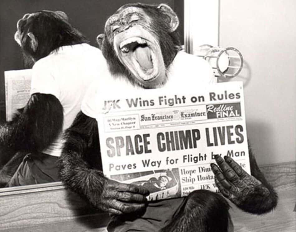 La perrita Laika, monos y tortugas: un homenaje a los animales astronautas