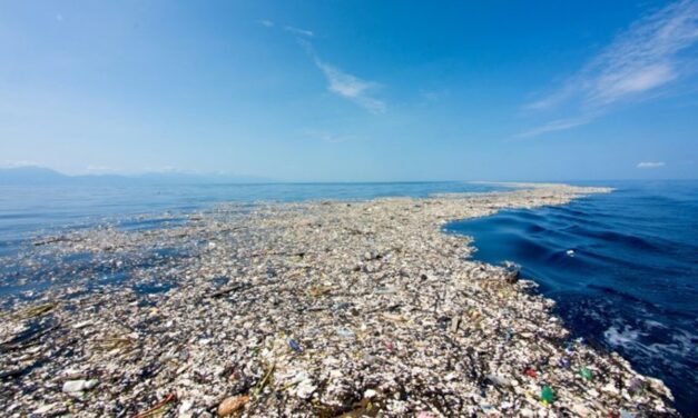 La isla de basura del Pacífico, colonizada por animales y plantas
