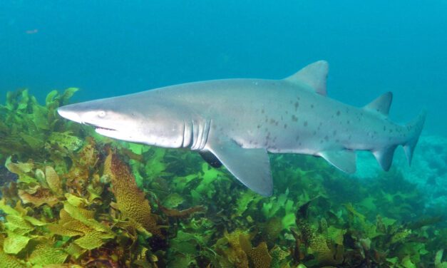 COVID-19: así nos podrían proteger los anticuerpos de tiburón