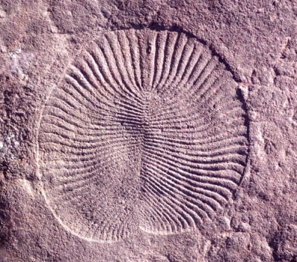 fossil-ediacaran