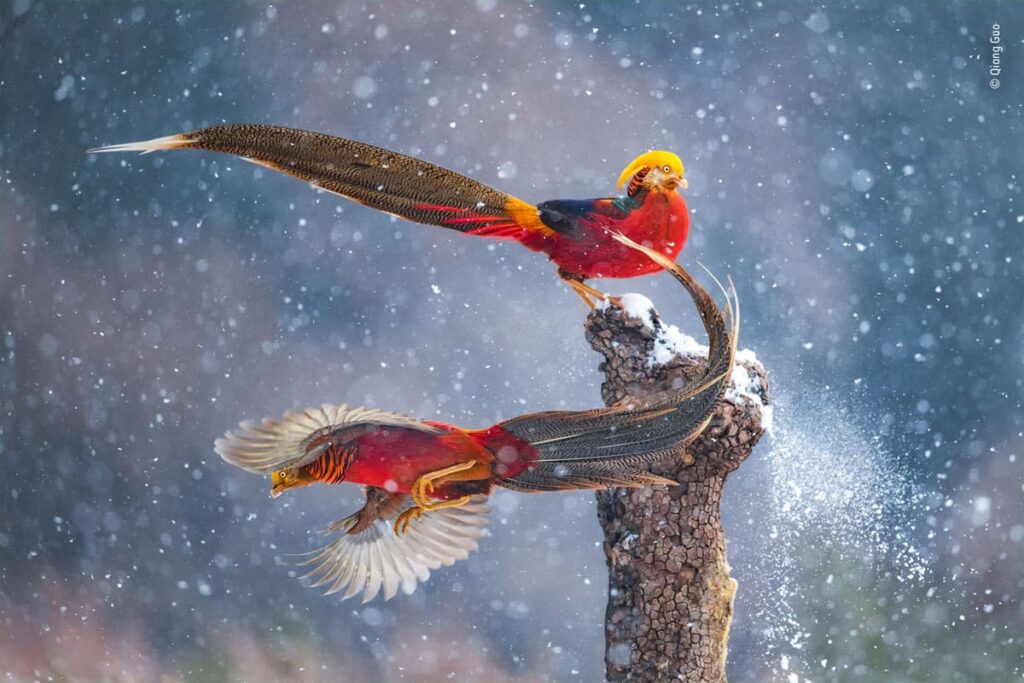 Fotografía: Qiang Guo/Wildlife Photographer of the Year