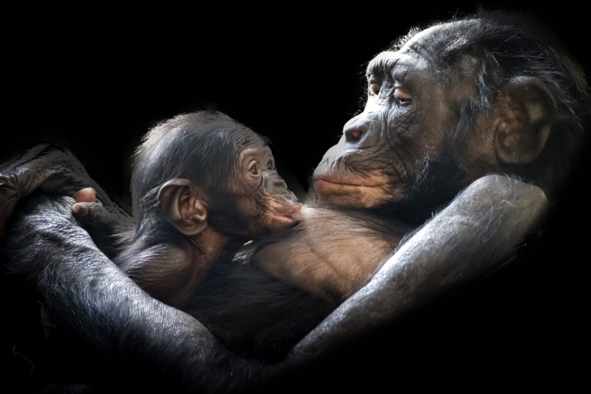 Los chimpancés usan insectos triturados como medicina