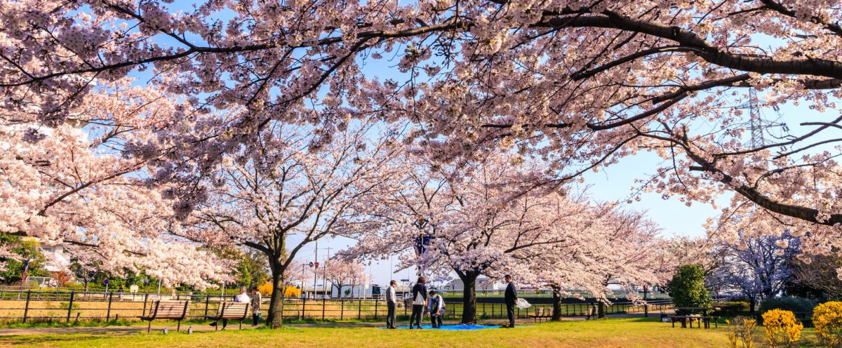 Persiguiendo los cerezos en flor, de Japón a Extremadura