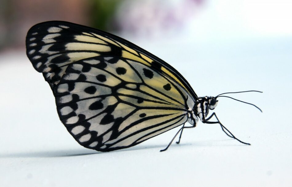 Cómo quitar los dibujos a las alas de las mariposas usando CRISPr