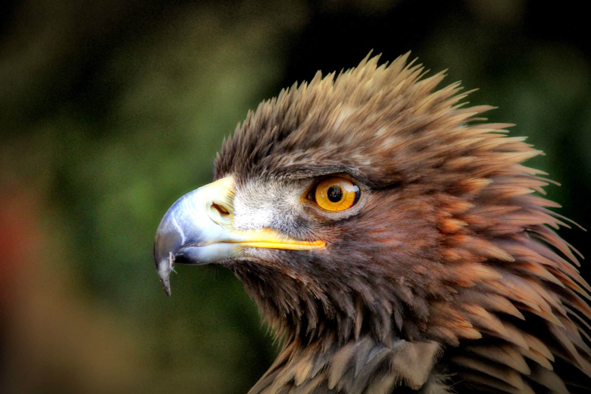 Viajes de ciencia - Los mejores sitios de España para ver águilas
