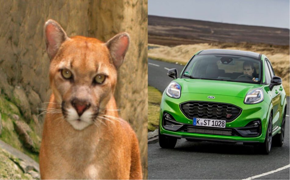 Puma concolor y Ford Puma, dos fieras con mucho en común