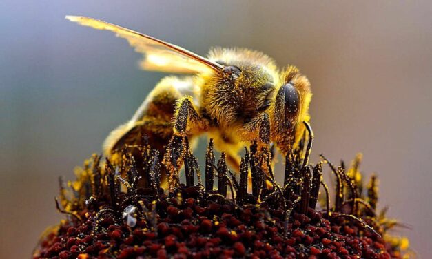 ¿Puede una abeja picar a otra?