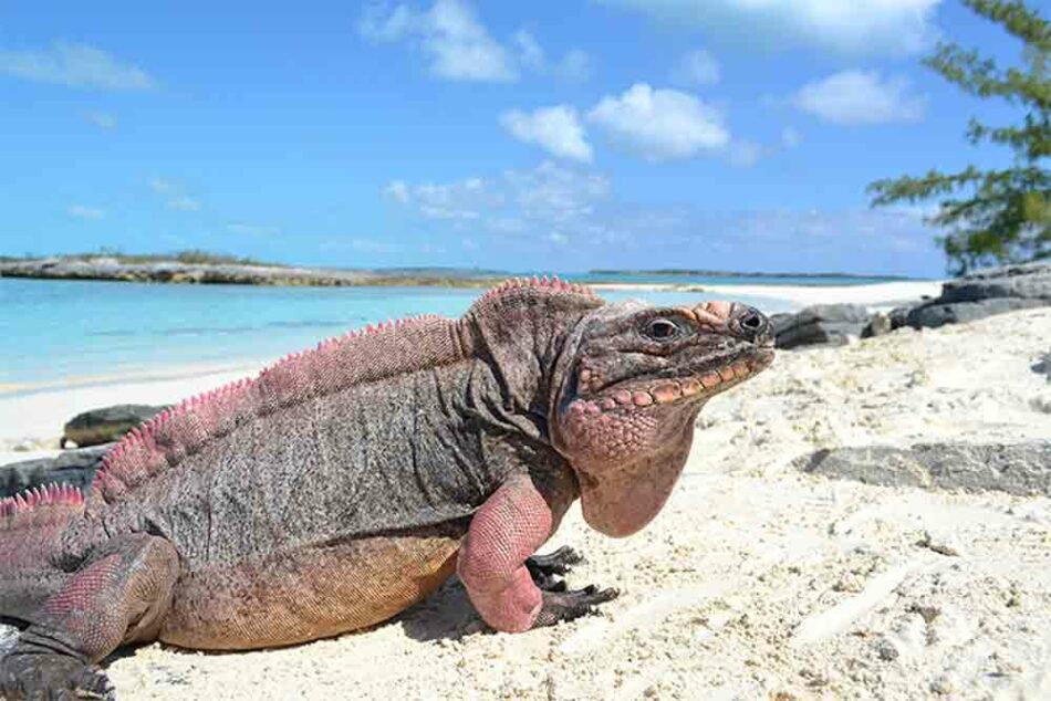 Los ecoturistas provocan “diabetes” a las iguanas de roca