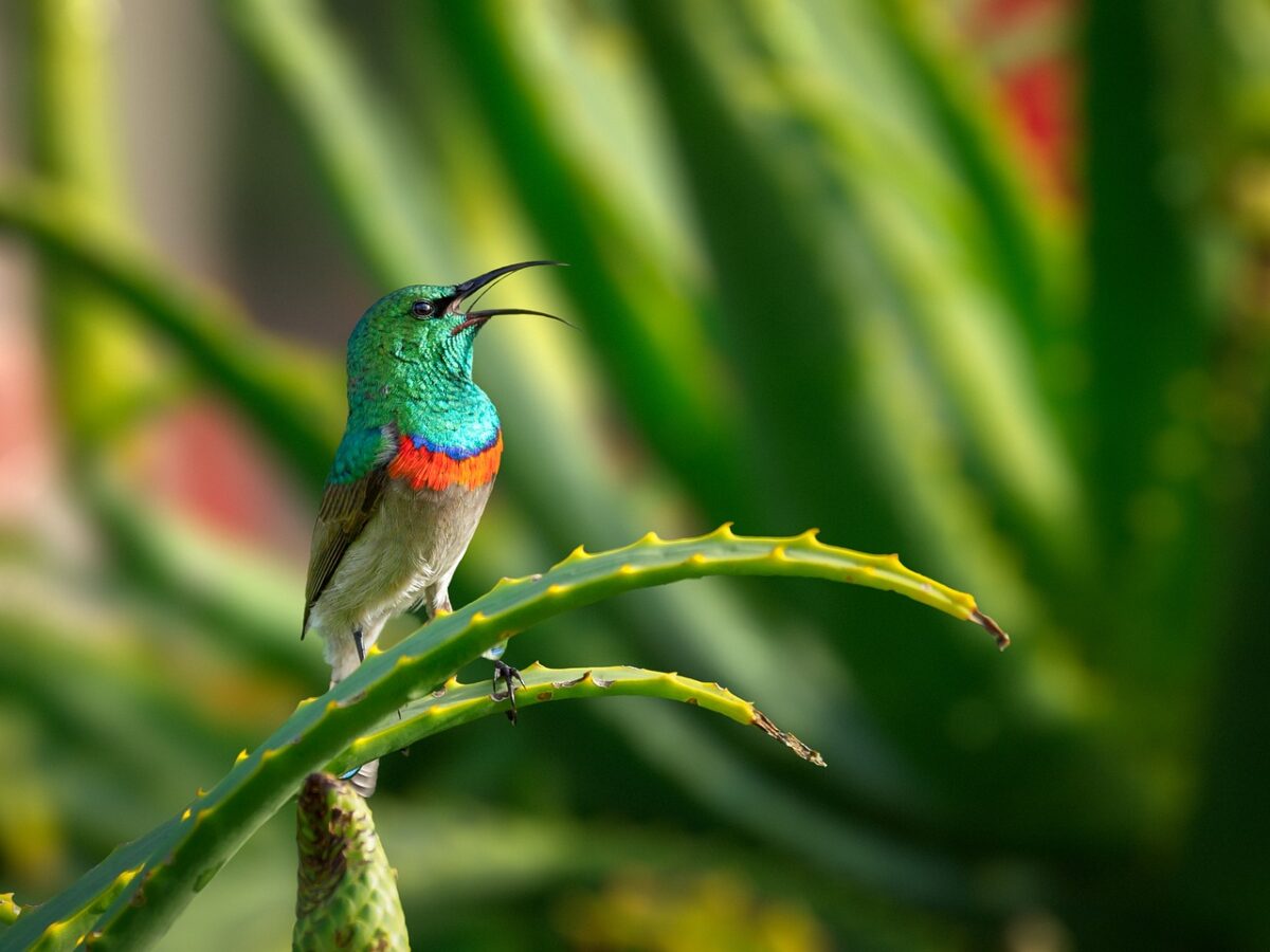 Los pájaros cantores del ecuador son los más coloridos