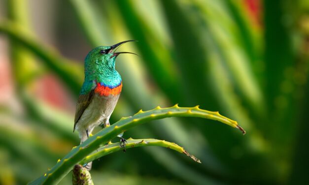Los pájaros cantores del ecuador son los más coloridos