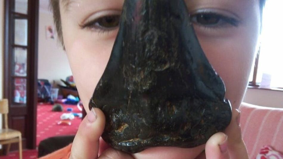 Un niño de 6 años encuentra un diente de megalodón en la playa