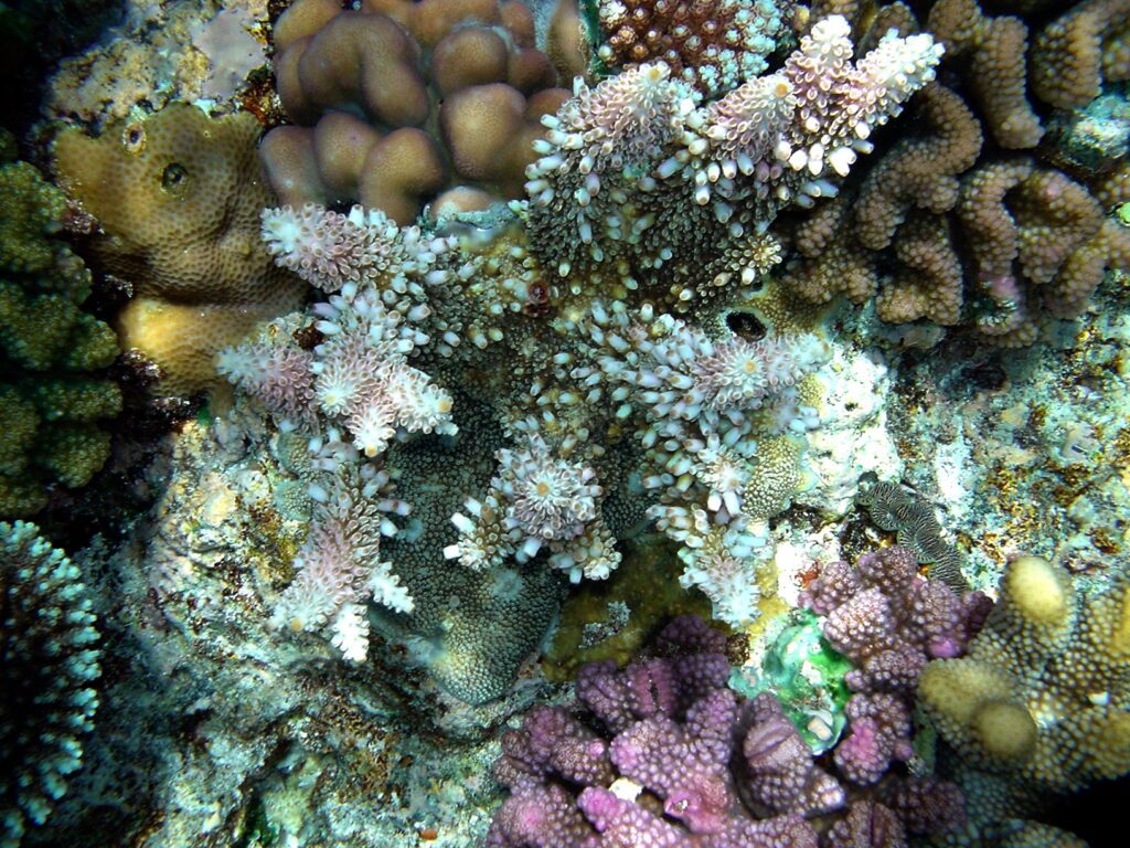 Papua nueva guinea arrecife