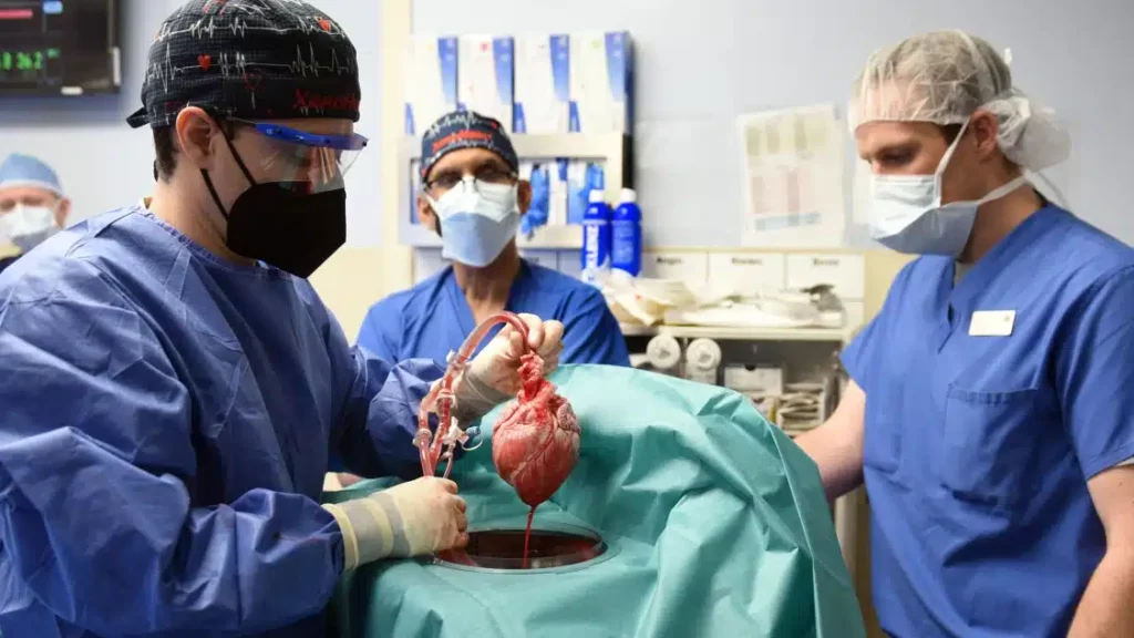 El corazón de cerdo trasplantado a un humano estaba infectado con un virus porcino 1 Cirujanos de la Universidad de Maryland preparan un corazón de cerdo para trasplantarlo a un ser humano. FACULTAD DE MEDICINA DE LA UNIVERSIDAD DE MARYLAND