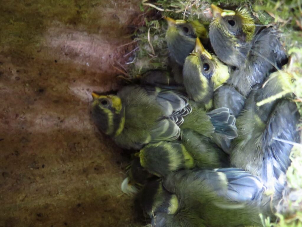 Polluelos de carbonero en una caja nido. / Ella Cole