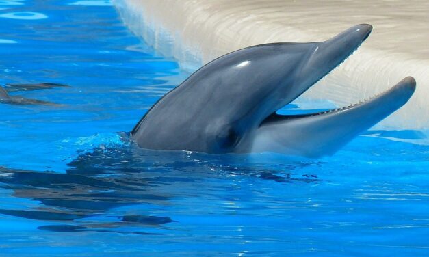 Los delfines silban su nombre para identificar dónde viven y con quién