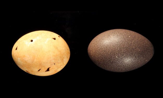 Los australianos de hace 50.000 años se alimentaban de huevos del tamaño de melones