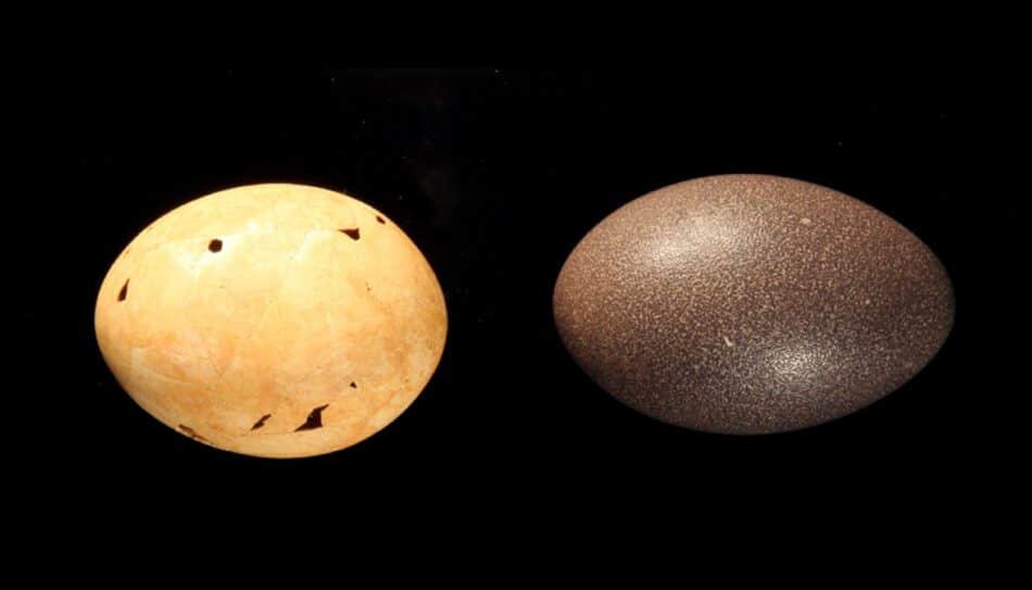 Los australianos de hace 50.000 años se alimentaban de huevos del tamaño de melones