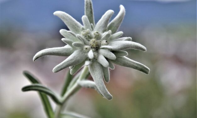 Dónde encontrar Edelweiss, la flor mítica de los Alpes