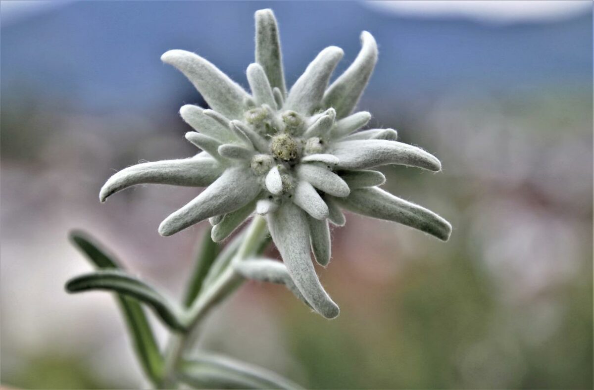 Dónde encontrar Edelweiss, la flor mítica de los Alpes