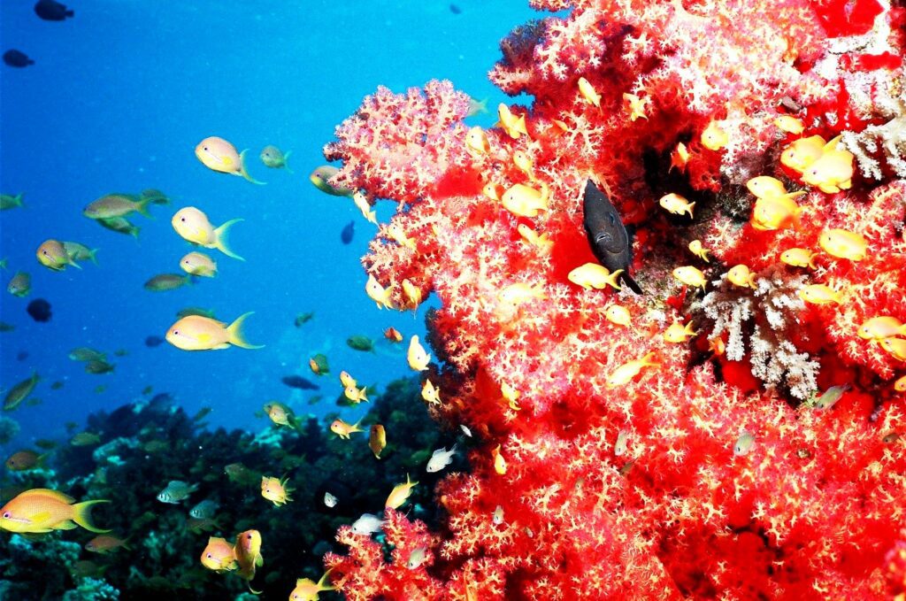 Mar rojo arrecife