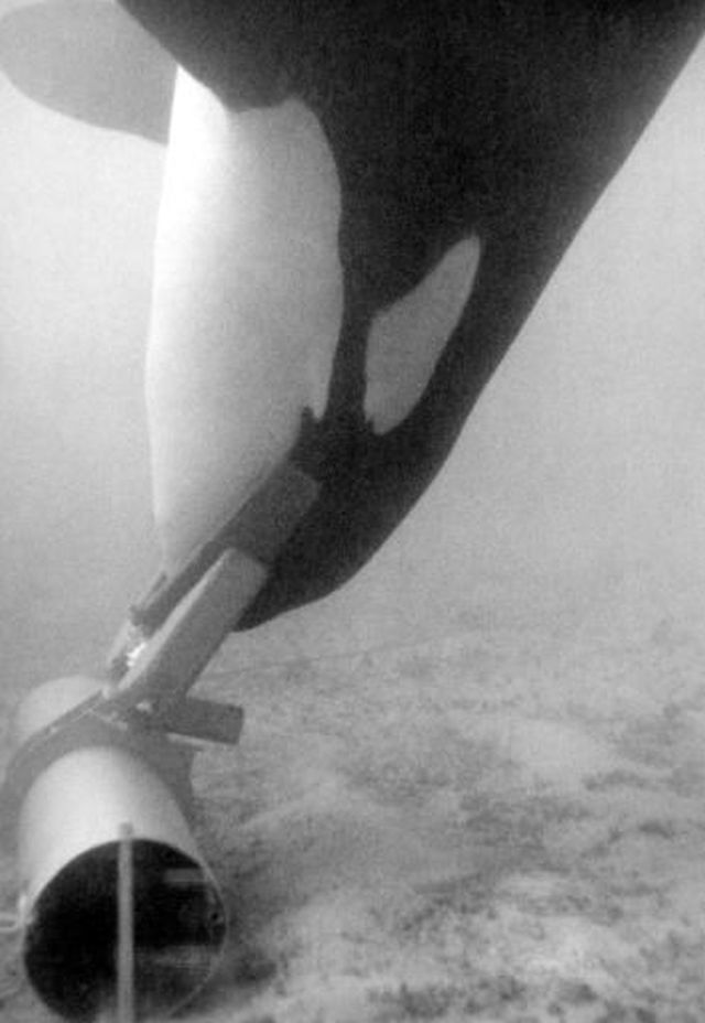 Ahab, una orca de 5500 libras, recupera una pieza de artillería inerte usando un emisor acústico para guiarlo durante el proyecto Deep Ops. La ballena también está equipada con un dispositivo de agarre y un sistema de hidracina para permitir que el objeto flote fácilmente hacia la superficie.