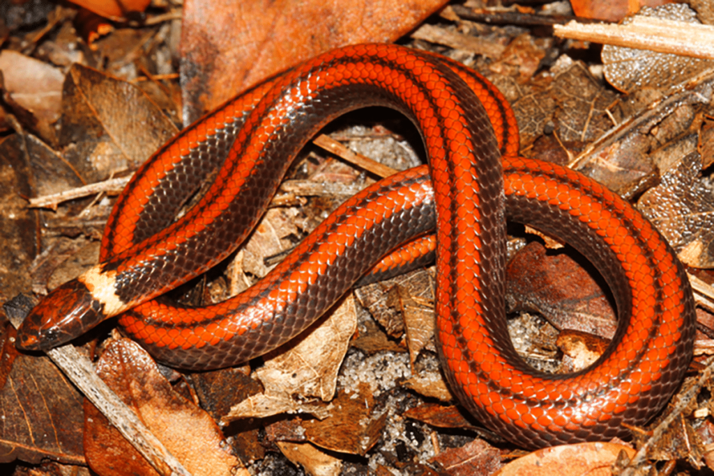 Bella imagen de la serpiente Phalotris Shawnella. Crédito: Jean-Paul Brouard