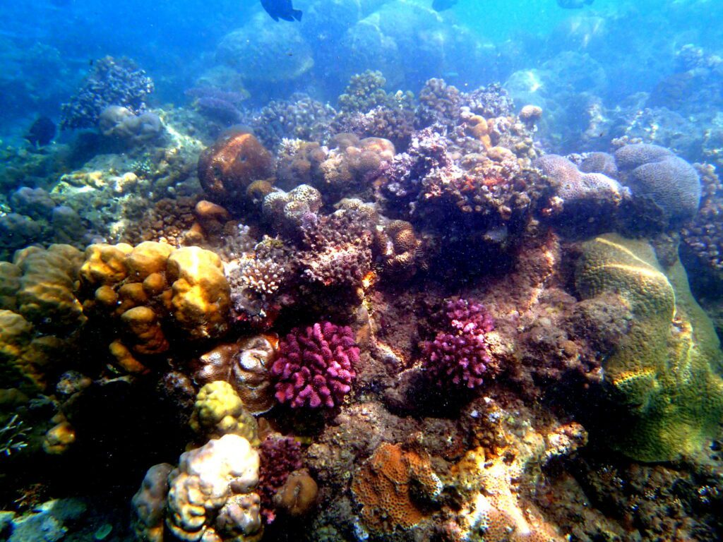 solomon arrecife
