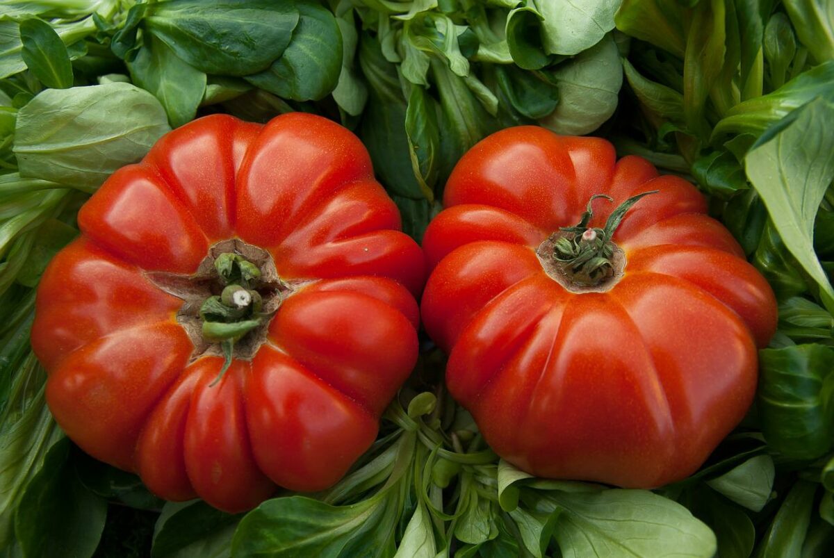 Los tomates editados con CRISPR, una forma de conseguir vitamina D